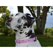 Roz Potenza's photo
