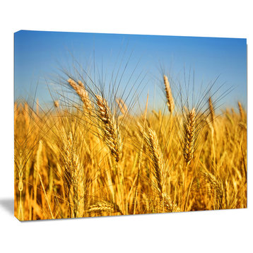 Bright Golden Wheat Field, Large Landscape Canvas Art, 20"x12"