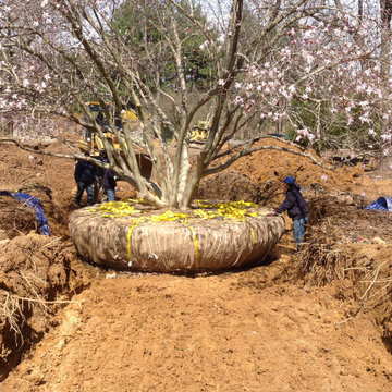 Tree Transplanting