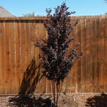 Flowering Trees & Shrubs