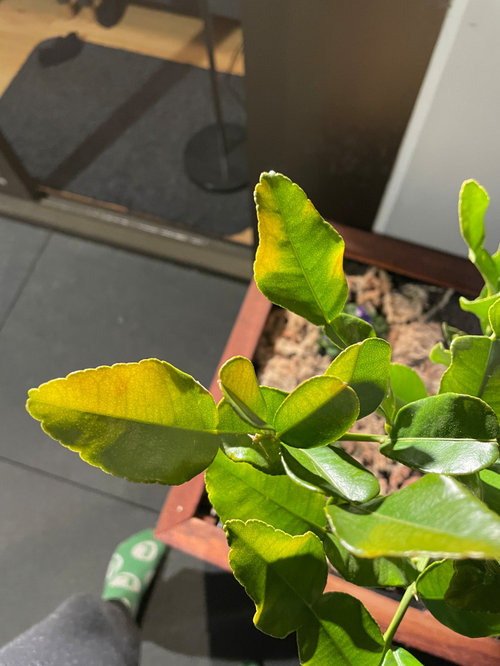 What is happening to my Kaffir lime tree?