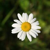Marie Williamson's photo
