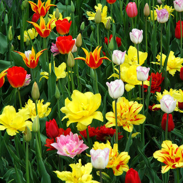 FINE GARDENING & HORTICULTURAL CARE