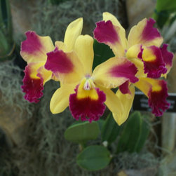 orchids - Products