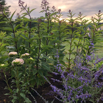 Joe Pye and Russian Sage