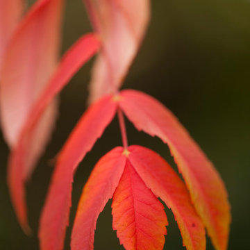 Rhus Glabra