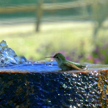 Create a Butterfly & Hummingbird in Containers