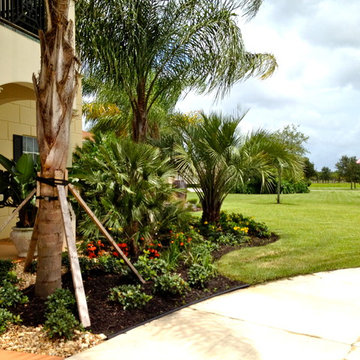 Tropical front & backyard landscapes....Palms & Color
