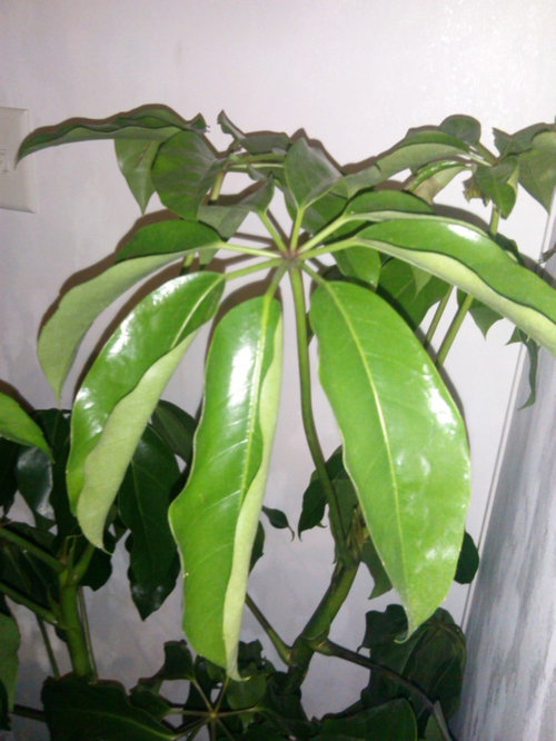 My umbrella plant seems to be dying!!!! Can anyone help????