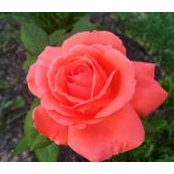 Julie Achens's photo