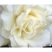 Faye Leatherwood's photo