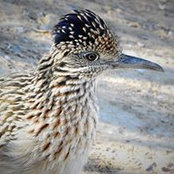Stacy Pierce's photo