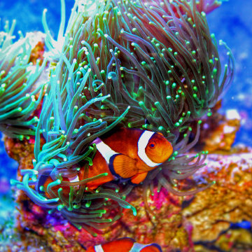 North Salem, NY – Custom Aquariums | Fish Tank Maintenance | Saltwater Aquarium