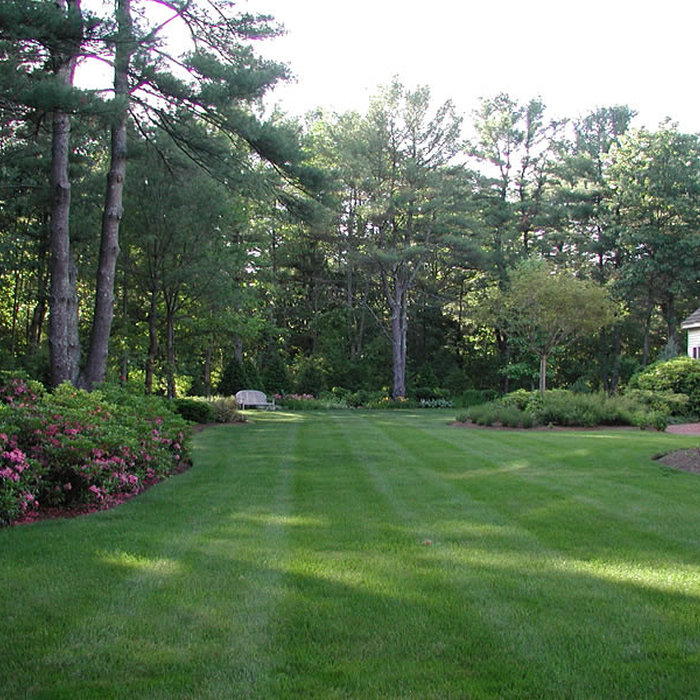 Large sweeping lawn with woodland filled with Knock out roses, expo azaleas, at rear of the property.