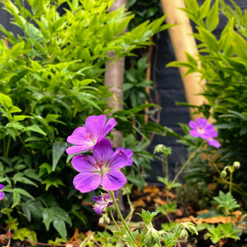 Ealing, Compact family garden