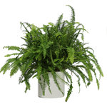 Scape Supply - Live 2' Fern 'Kimberly Queen' Package, White - The fern is a long time player in the interior landscape industry.  It is well known for it's great air cleaning abilities and versatility, as it can be hung from above in the proper container. The fern likes a medium lit area with indirect sunlight.  It is one of the best plants for maintaining humidity in your indoor space.