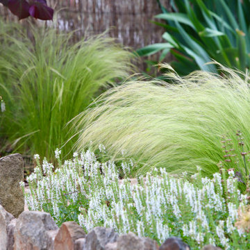 Colorful front yard, dog friendly backyard.