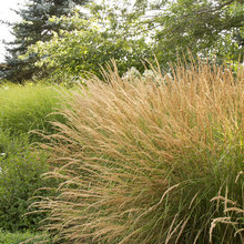 Plants