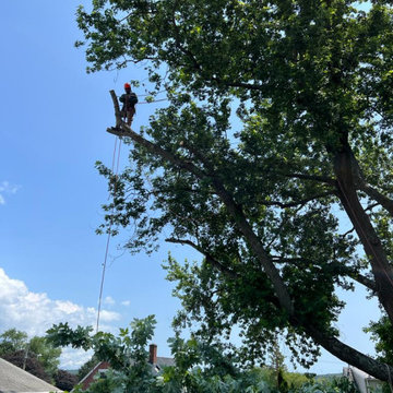 Professional Master Landscaping LLC 9