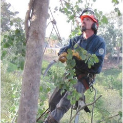 All Tree Care