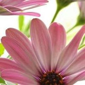 Bee Bee's photo