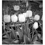 Ann McKechnie's photo