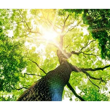 Natural Beauty-Thinning for light penetration