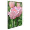 Cora Niele 'Tulip Flower Baronesse' Canvas Art, 30x47