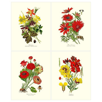 Garden Flower Botanical Print Set-4 Framed Antique Vintage Illustrations, Prints