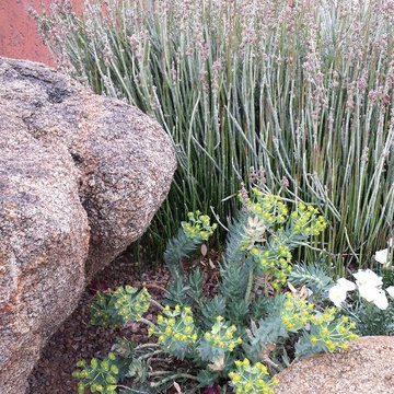 Happy Together! Colorful Desert Plant Combinations