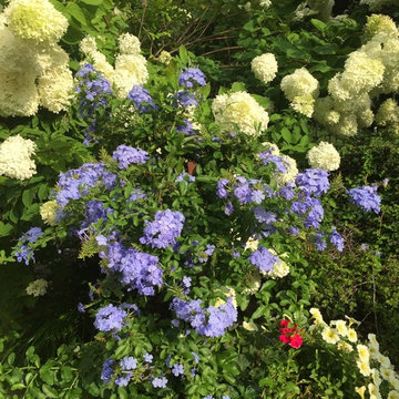 Window Boxes/ Container Gardens