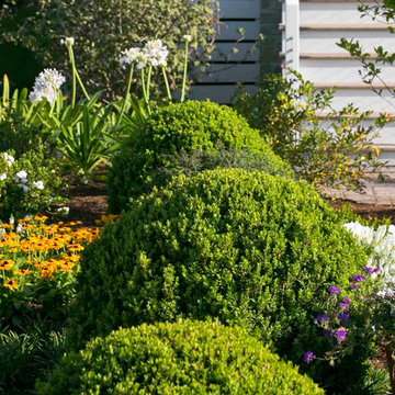 Baby Gem™ Boxwood Buxus microphylla var. japonica ‘Gregem’ PP21159