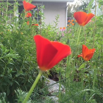California Native Plant Front Yard