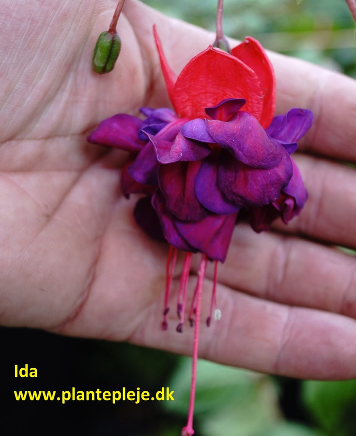 Fuchsia liste 2020 (her ses fotos af en mindre del af de fuchsia vi producere)