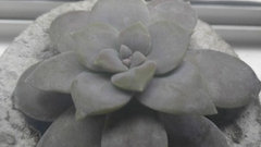 White Spots on Succulent | Houzz Forum