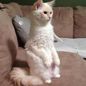 Becky Kirkendall's photo