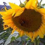 Phyllis Wilson's photo