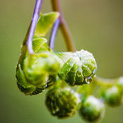 Alisha Madrone's photo
