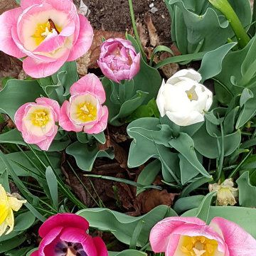 Heritage Bulb Garden in the Glebe