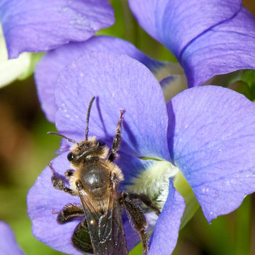 Colletes