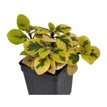New Houzz Plants 2021