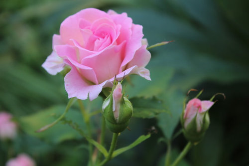 porcelain rose