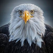Joe Campbell's photo