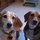 pam_covington83
