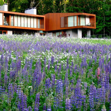 Deer resistant plants
