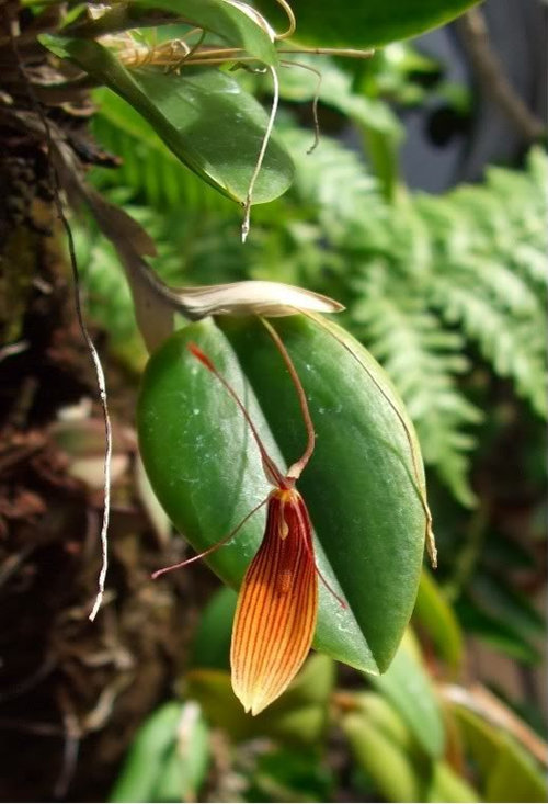 Restrepia striata