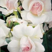 Foto de Rose Sun