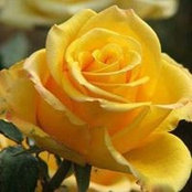 Charlene Armstrong's photo