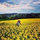 heather_chicover