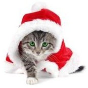 Debbie Rohanski's photo